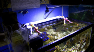 Reef aquarium fitted with auto top-off and float switches