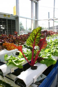 Swiss Chard Being Grown in Aquaponics System