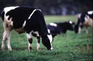 A dairy cow grazing in a pasture.