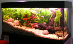 aquarium3