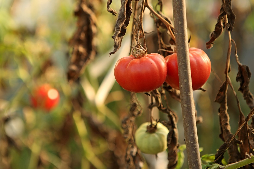 Tomato crops