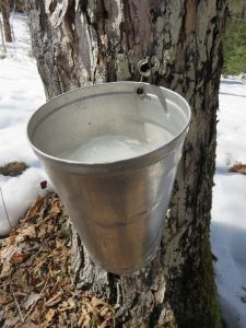 tree sap bucket